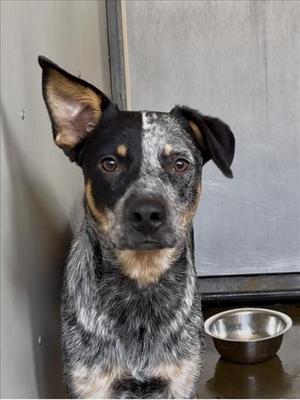 ALMOND, Australian Cattle Dog/Blue Heeler, young, available for adoption