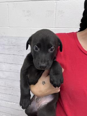 A596972, Pit Bull Terrier, puppy, available for adoption