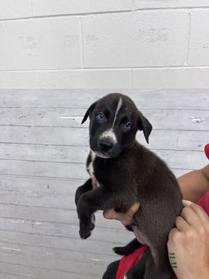 A596977, Pit Bull Terrier, puppy, available for adoption