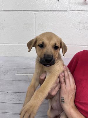 A596971, Pit Bull Terrier, puppy, available for adoption