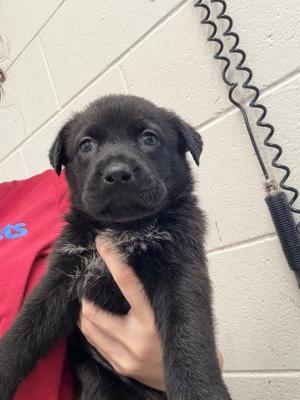 A597725, Australian Shepherd, puppy, available for adoption