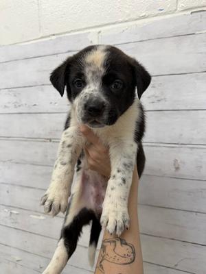 A597726, Australian Shepherd, puppy, available for adoption
