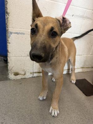 ANNETTE, German Shepherd Dog, puppy, available for adoption