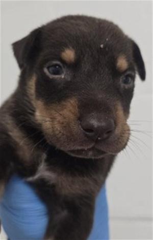 AARON, German Shepherd Dog, puppy, available for adoption