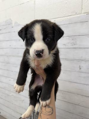 A597727, Australian Shepherd, puppy, available for adoption