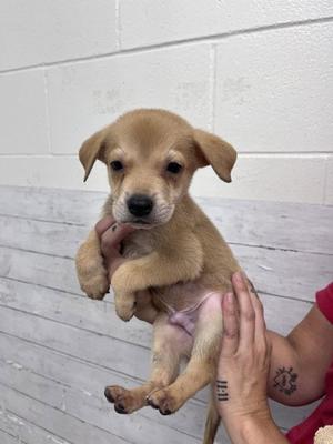 A small, light brown puppy being held by a person's hands against a white brick wall background.