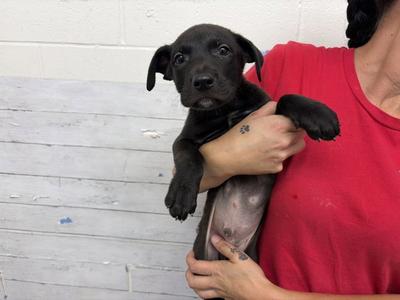 A596975, Pit Bull Terrier, puppy, available for adoption
