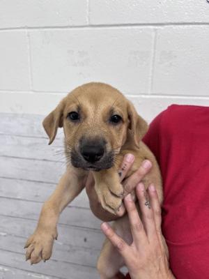 A596976, Pit Bull Terrier, puppy, available for adoption