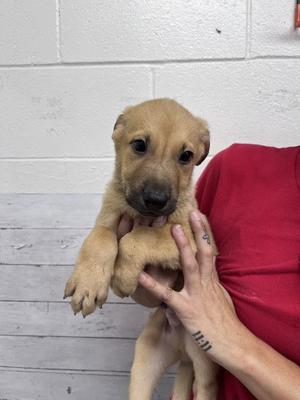 A596970, Pit Bull Terrier, puppy, available for adoption