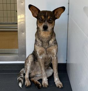 AFTON, Australian Cattle Dog/Blue Heeler, young, available for adoption