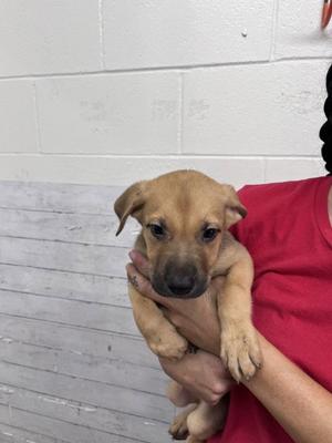 A596969, Pit Bull Terrier, puppy, available for adoption