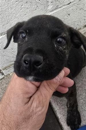 ANASTACIA, Chihuahua, puppy, available for adoption