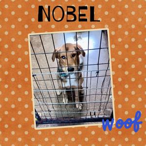 Nobel, Husky / Shepherd, puppy, available for adoption