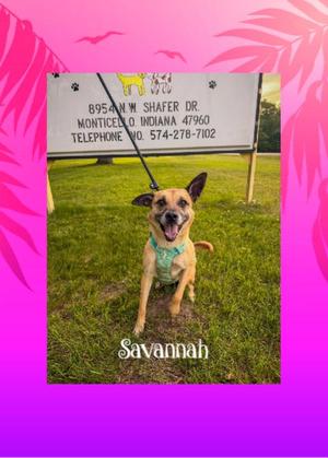 A small, tan dog with floppy ears and a blue collar sits on green grass in front of a sign that reads "8954 N.W. SHAFER DR. MONTICELLO, INDIANA 47960 TELEPHONE NO. 574-278-7102". The name "Savannah" is written below the dog.