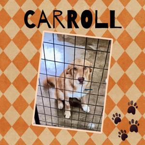 Carroll, Husky / Shepherd, puppy, available for adoption