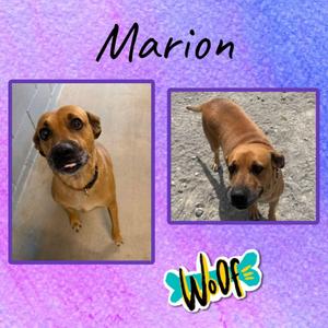 Marion, Labrador Retriever / Mountain Cur, young, available for adoption