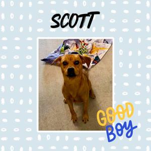A brown dog sitting on a carpet with a colorful blanket behind it. The word 'SCOTT' is written above the dog, and 'GOOD Boy' is written below it.