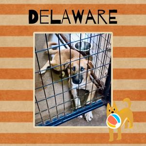 Delaware, Husky / Shepherd, puppy, available for adoption