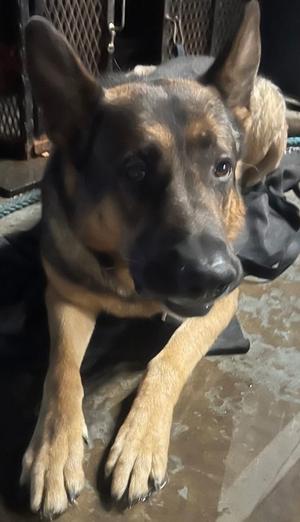 Weston, German Shepherd Dog, senior, available for adoption