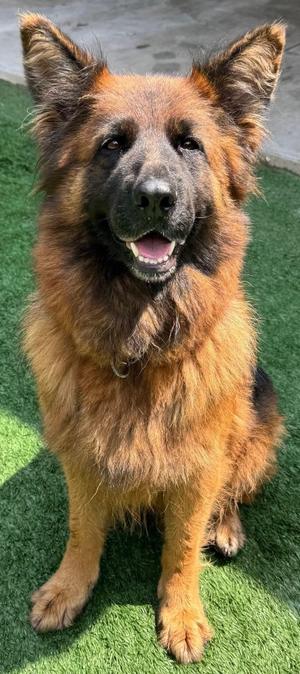 Mona Lisa, German Shepherd Dog, senior, available for adoption