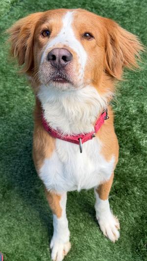 Quincy, Border Collie, adult, available for adoption