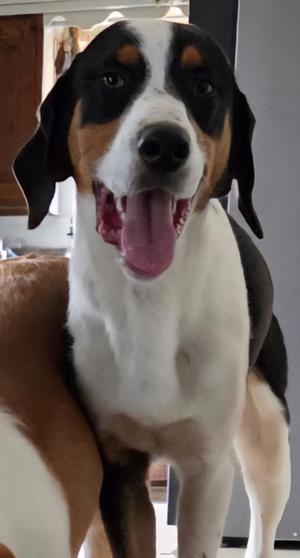 Cletus, Hound, adult, available for adoption