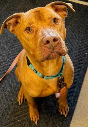 Chance, Pit Bull Terrier, senior, available for adoption