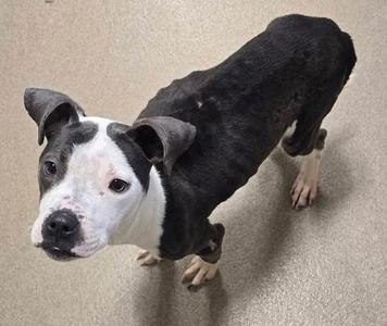 Neo, Pit Bull Terrier, senior, available for adoption