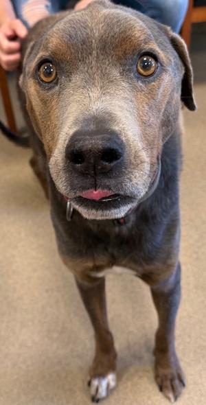 Peanut, Terrier/Labrador Retriever, senior, available for adoption