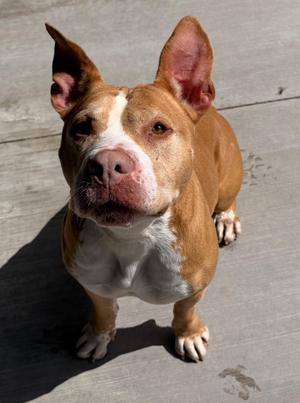 Este, Pit Bull Terrier, senior, available for adoption