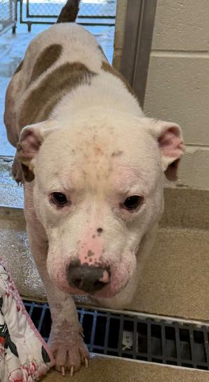A white and brown dog with a pink nose and ears, standing on a concrete floor near a metal grate.