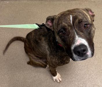Brynn, Pit Bull Terrier, senior, available for adoption
