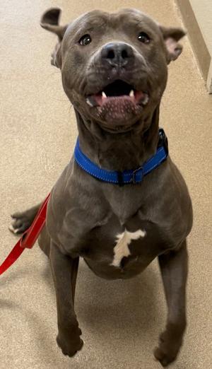 Torque, Pit Bull Terrier, adult, available for adoption