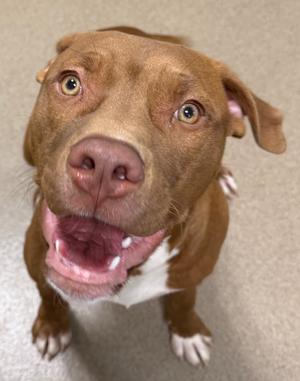 A brown dog with a white chest and paws, looking up with its mouth open and tongue out.