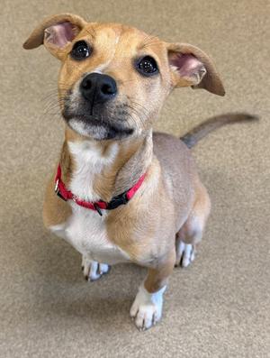 a small brown and white dog with a red collar looking up