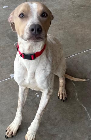Buck, Pointer, adult, available for adoption