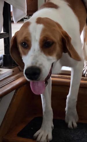 Rufus, Hound, adult, available for adoption