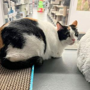 Daphne, adult, available for adoption