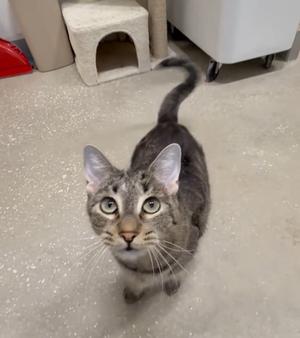 A gray tabby cat with green eyes looking up at the camera.