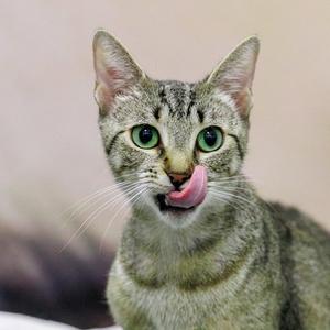 A tabby cat with green eyes sticking its pink tongue out to lick its nose.