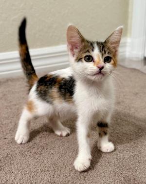 A calico kitten standing on a carpeted floor, looking up with wide eyes.