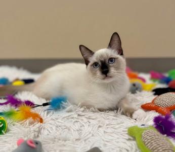 A white cat with blue eyes lying on a fluffy white rug surrounded by colorful toys.