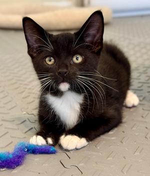 Austin, available for adoption