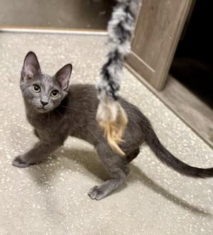 Carlton, kitten, available for adoption