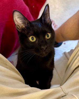 Pancake, young, available for adoption