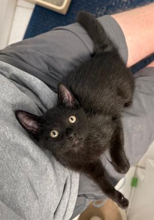 Audi, available for adoption