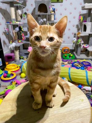 Cheetah, kitten, available for adoption