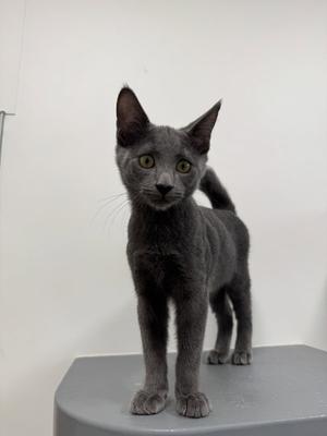 A slender grey kitten standing on a grey table against a white wall.