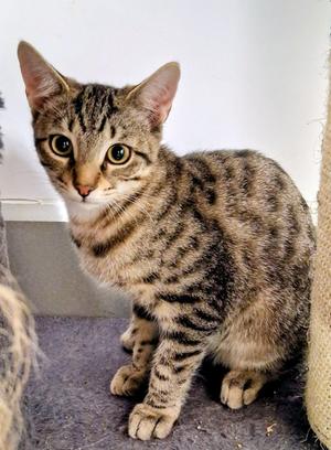 Ma nizzle, available for adoption