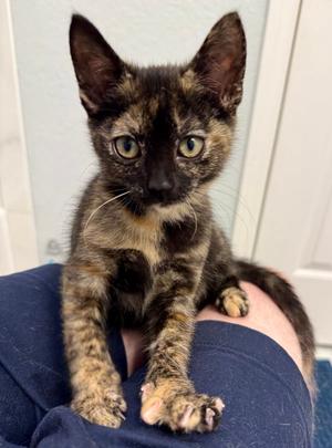 Portia, available for adoption